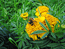 Flowers and a bumblebee