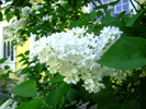 White lilac, May 2007