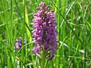 Orchis (listed in the Red Book of rare species)